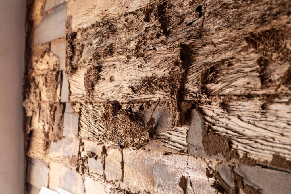 Termite Pest Control Sydney: What Happens During a Full Home Treatment

