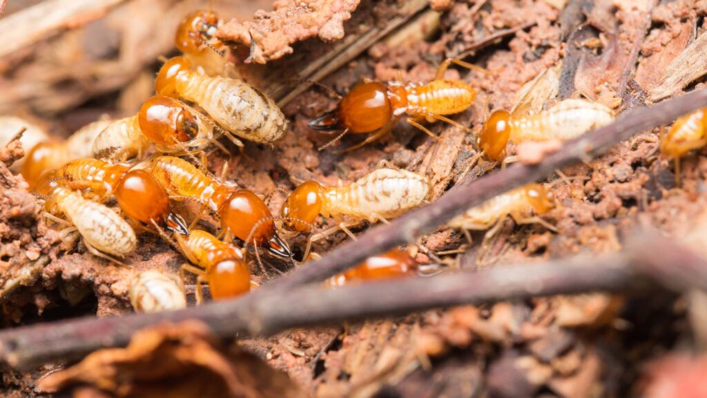 Termite Inspection Sydney Checklist: What Inspectors Look For