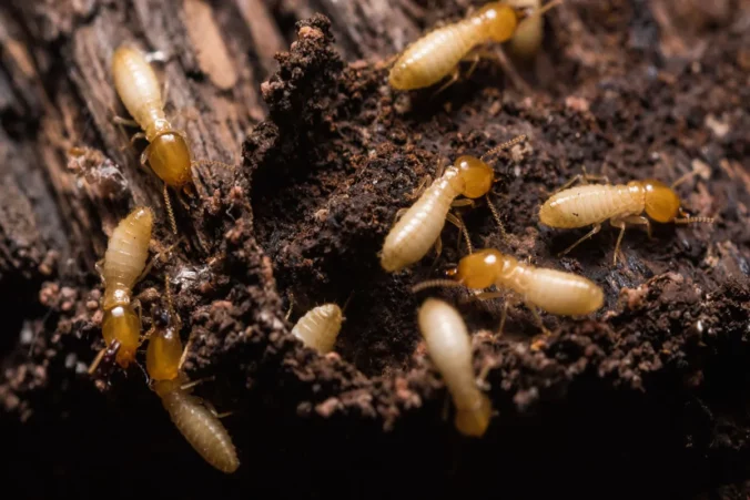 Termite Pest Control Sydney: What Happens During a Full Home Treatment