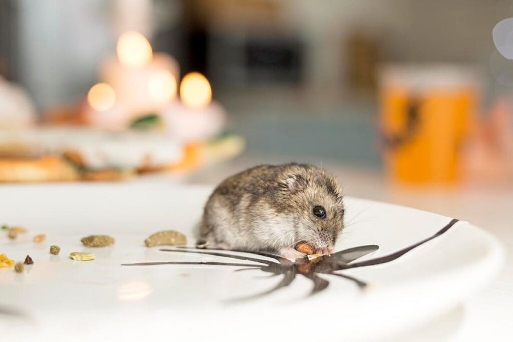 rodent removal Sydney