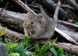 Rodent Removal Sydney: What Works Best for Long-Term Results?