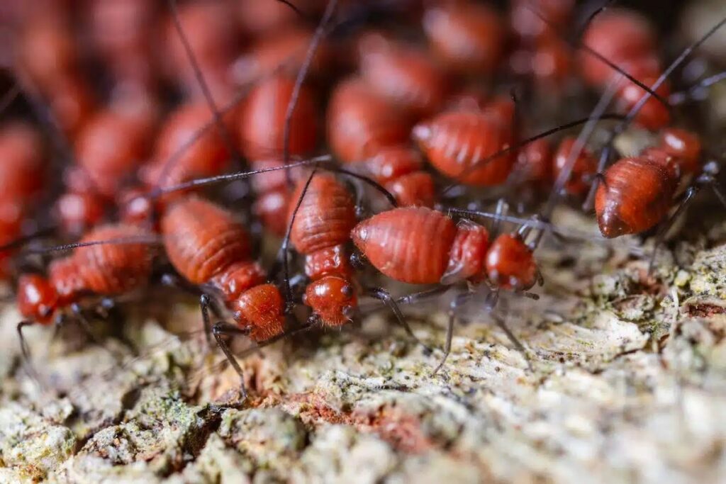 termite control services